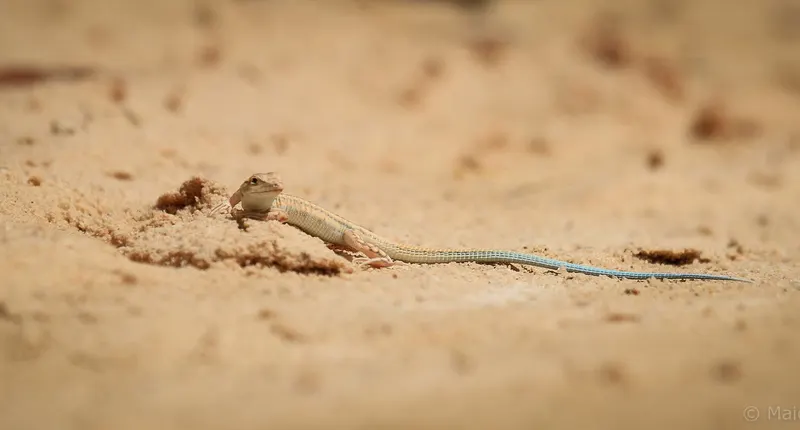 Imlili kitesurfing spot in Dakhla